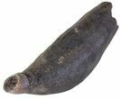 Fossil Sperm Whale Tooth - South Carolina #63552-1